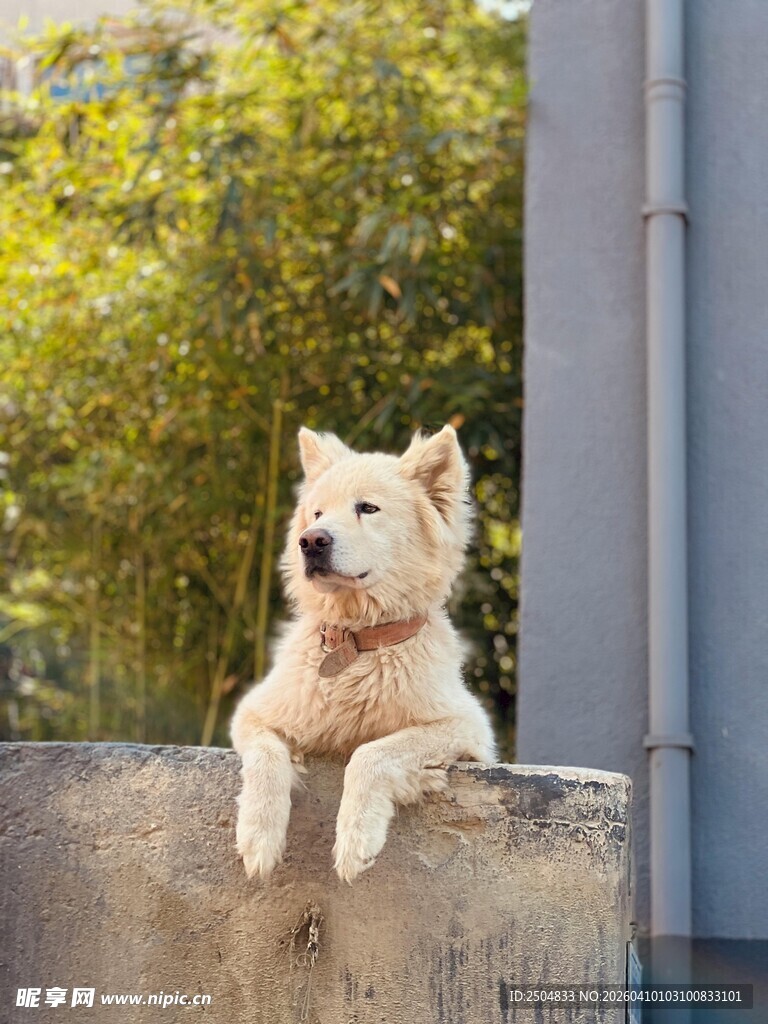 可爱小狗惬意趴坐