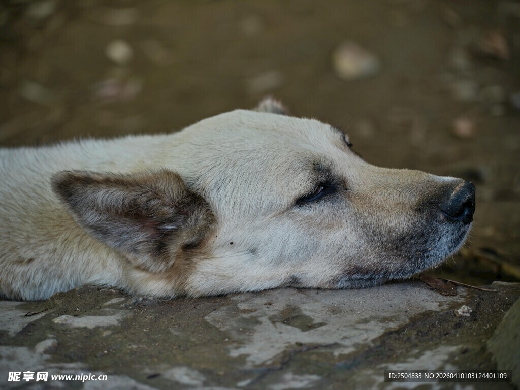 趴着休息的白色狗狗