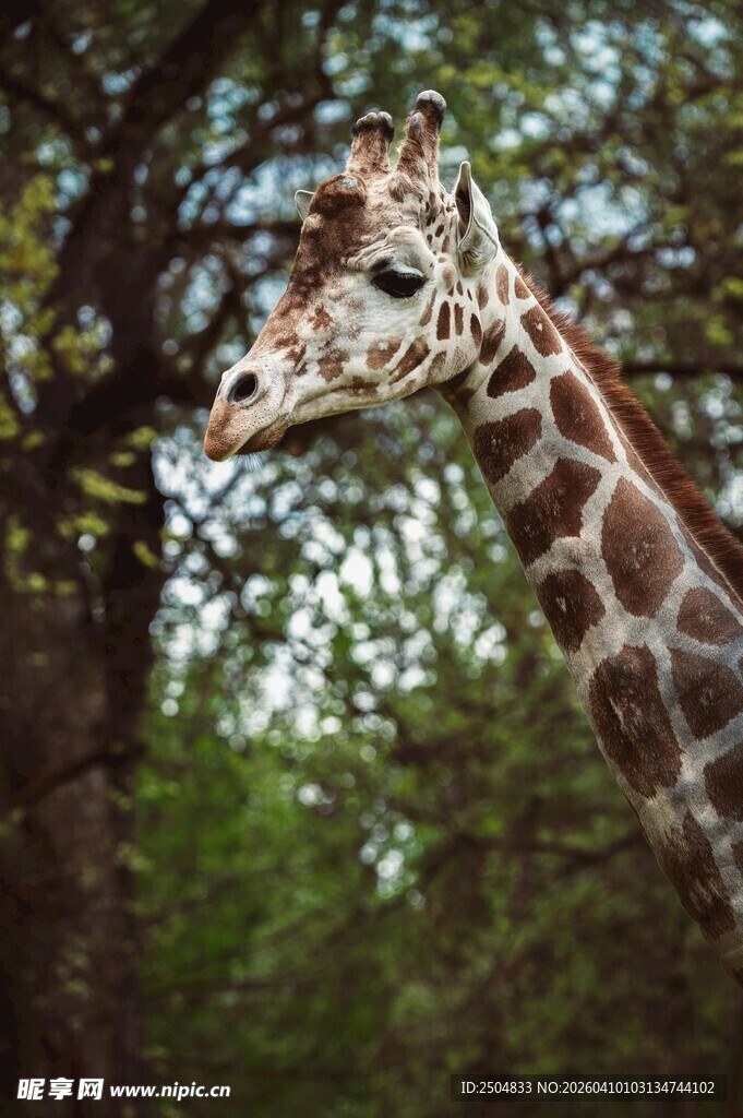 长颈鹿于林间的优雅瞬间