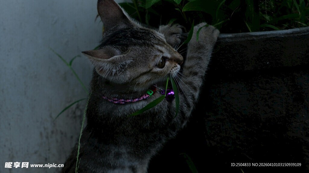 猫咪攀附容器边缘