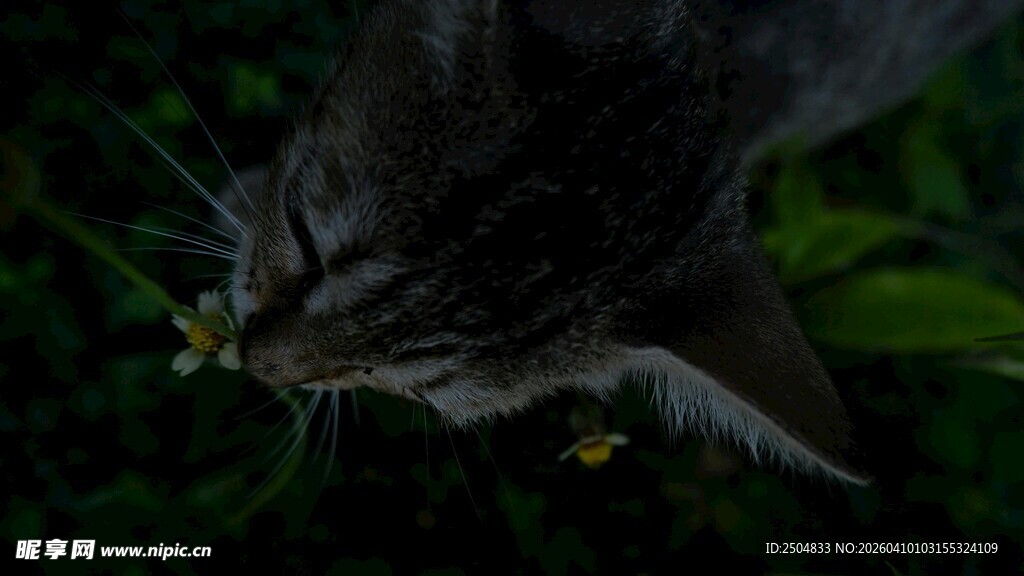 黑猫嗅闻绿植间小花