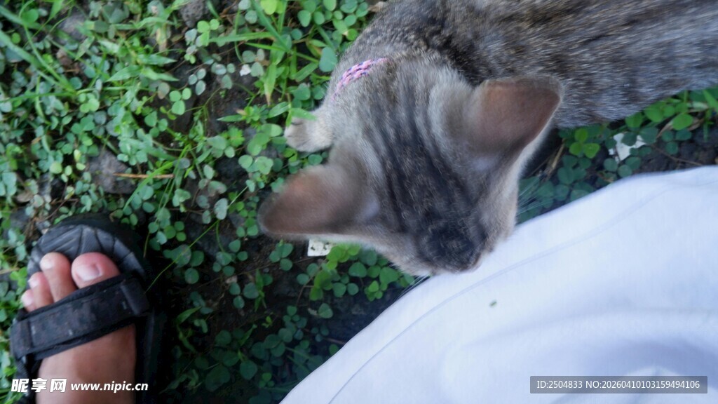 猫咪好奇凑近人的瞬间