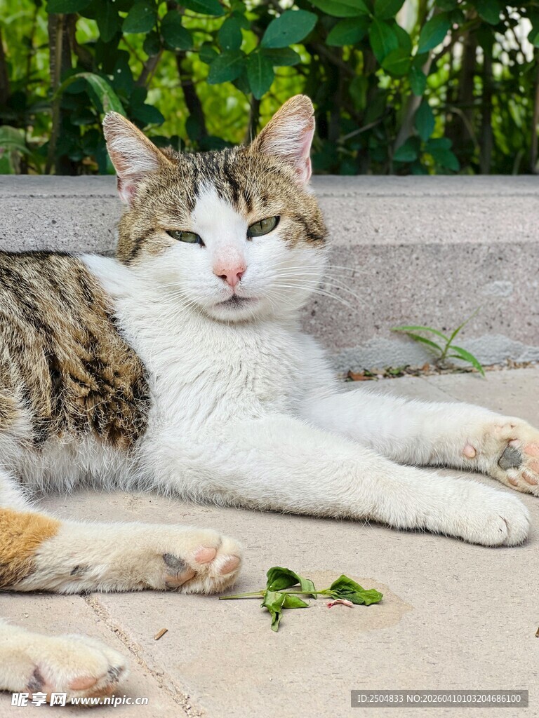 慵懒猫咪惬意晒太阳