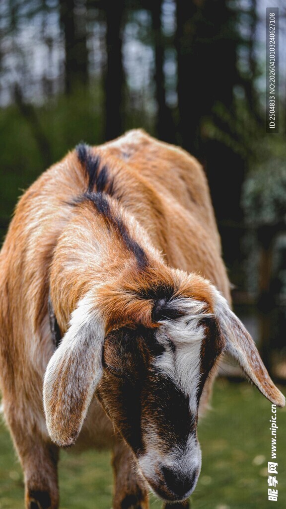 田园中的棕色山羊