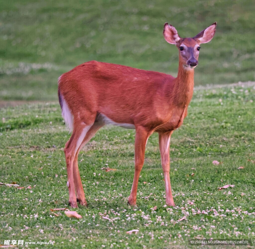 草地上的小鹿