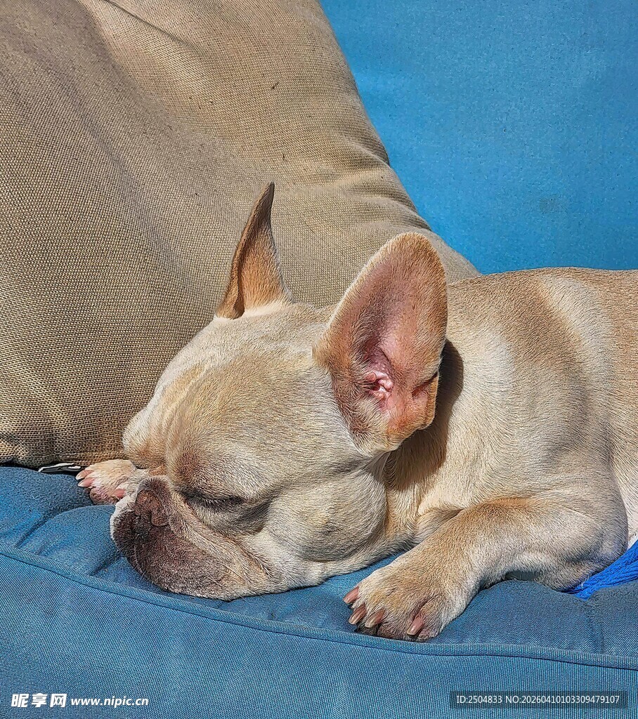 酣睡的法斗犬