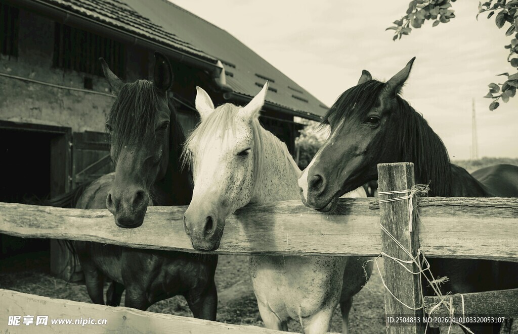 围栏边的三匹马