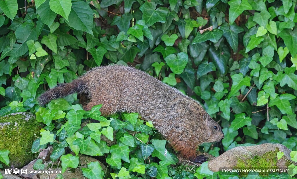 绿叶环绕的褐色石头