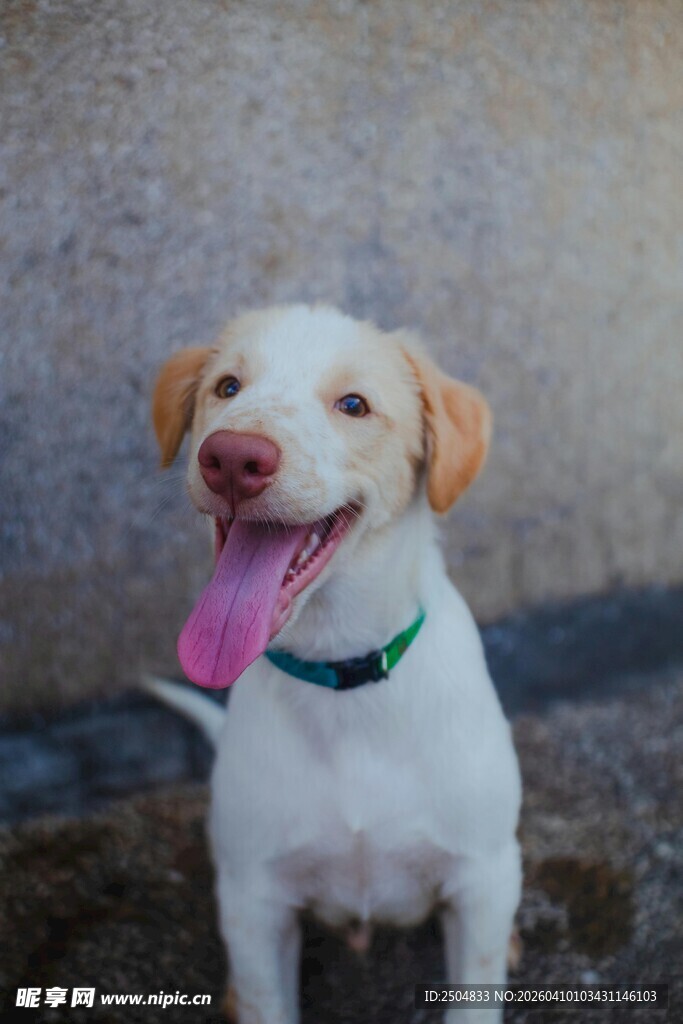 可爱白狗吐舌咧嘴笑