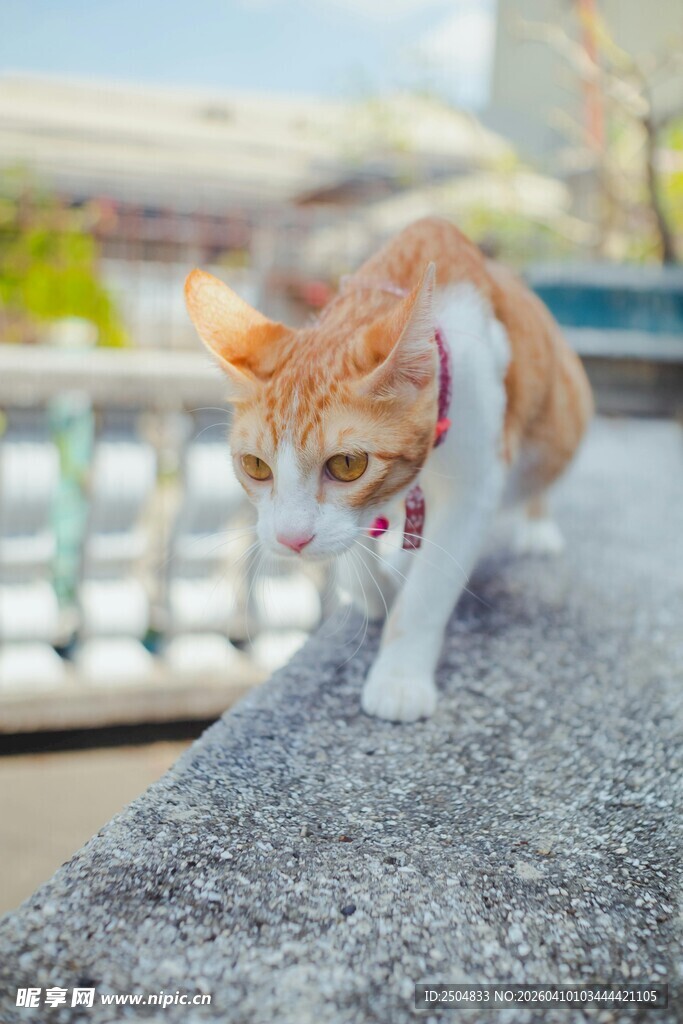 橘猫漫步在石台上