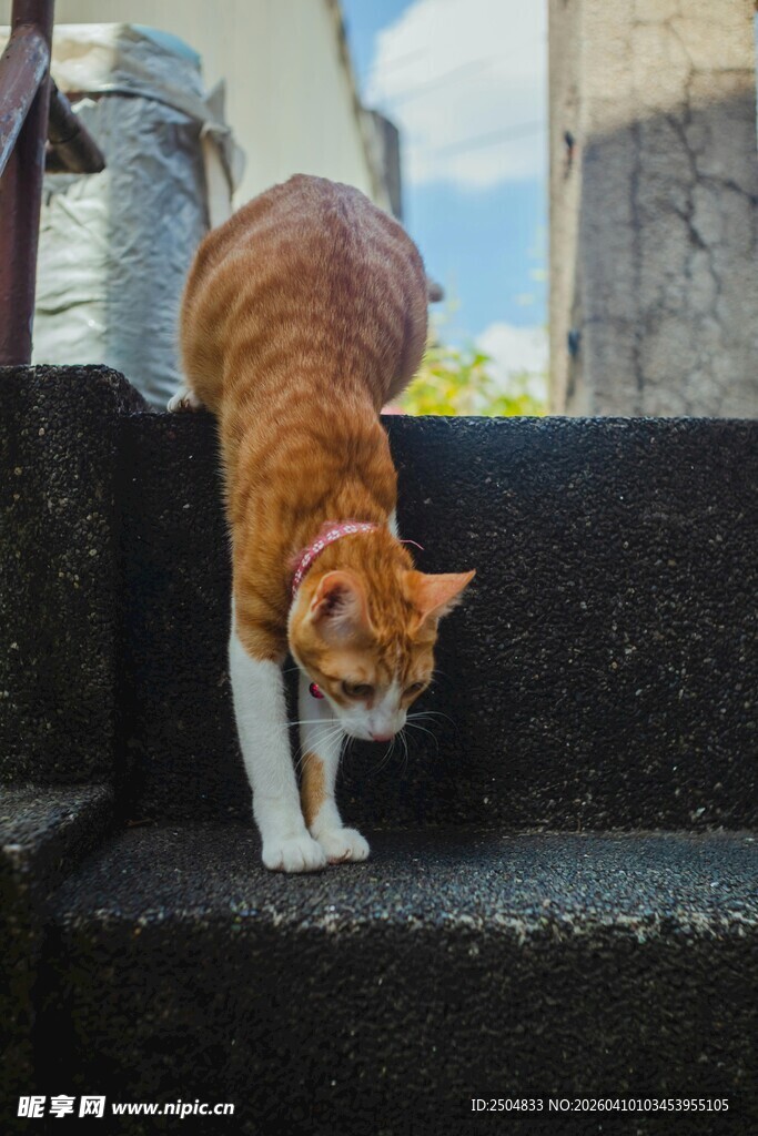 橘猫低头走在石阶上