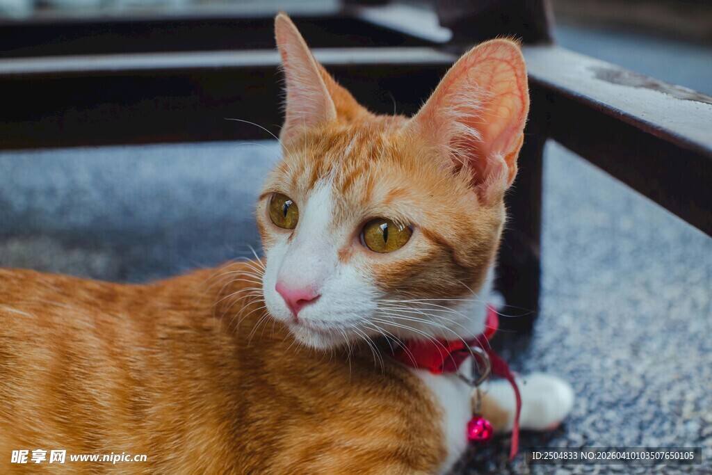 橘猫佩戴项圈悠闲趴卧