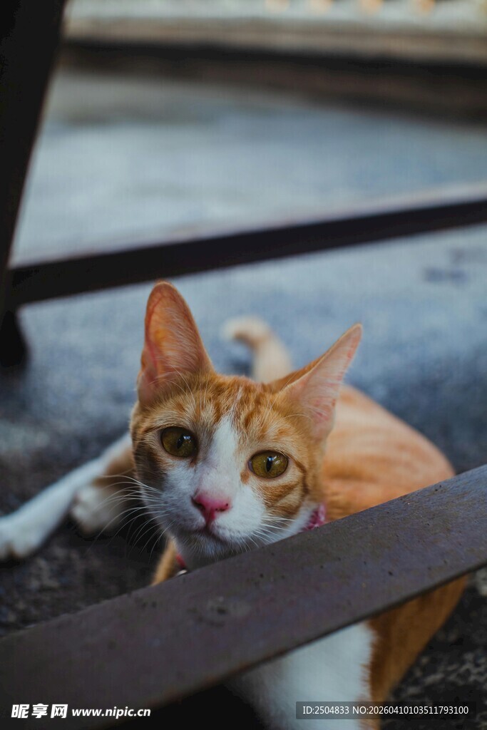 橘猫惬意趴卧在木栏杆旁