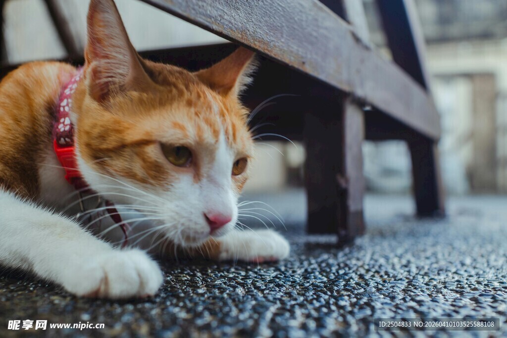 长椅下的可爱猫咪