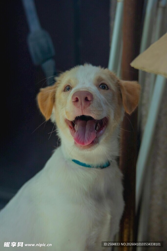 可爱小狗咧嘴开心笑