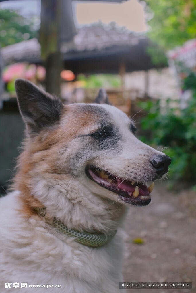 可爱微笑的狗狗