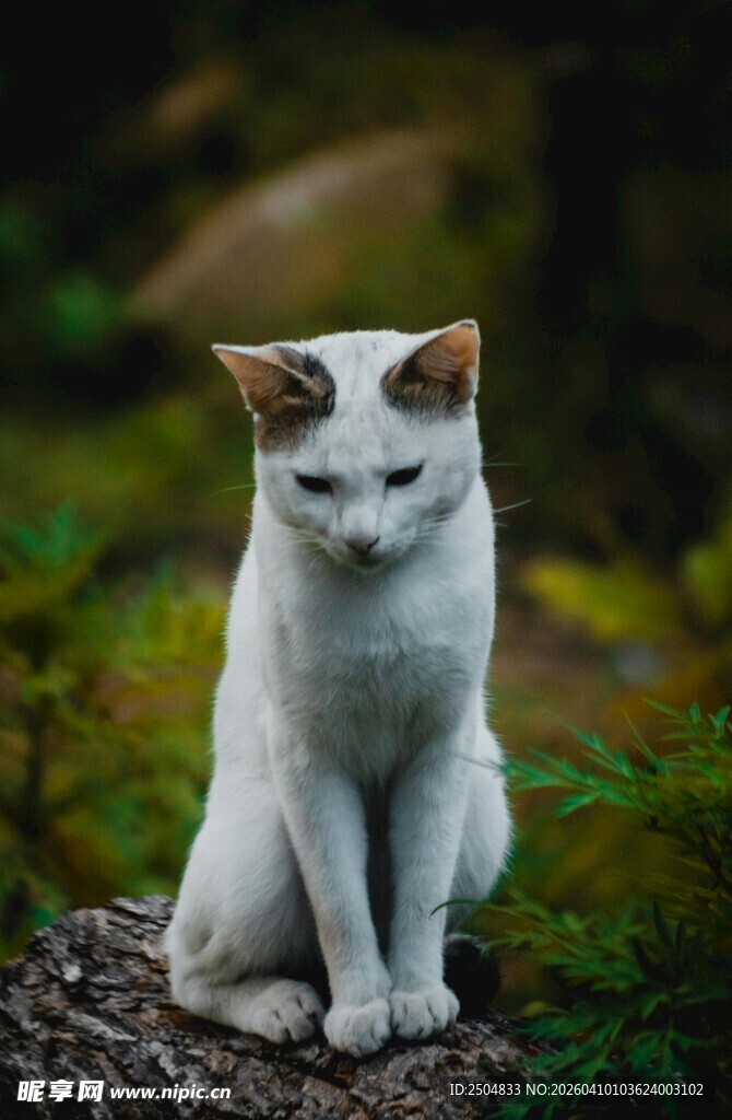 林间端坐的白棕相间猫咪