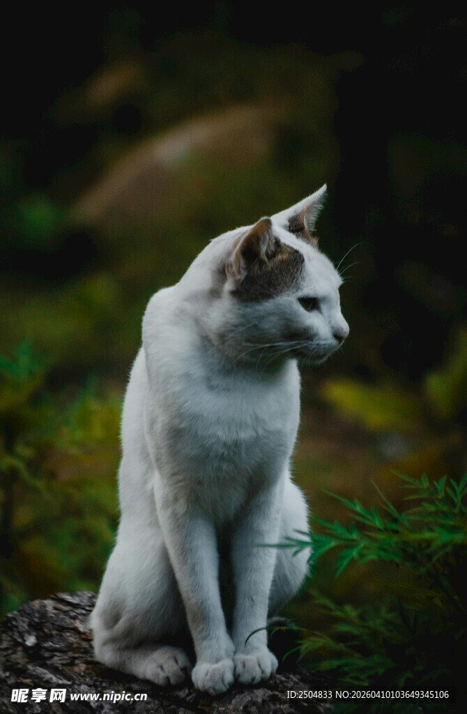 白色猫咪坐于自然环境中