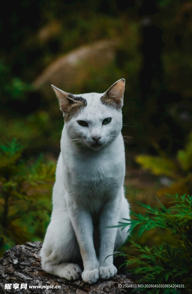 林间端坐的白色猫咪