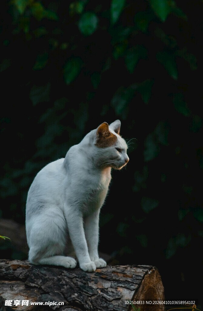 白棕猫咪坐于树桩
