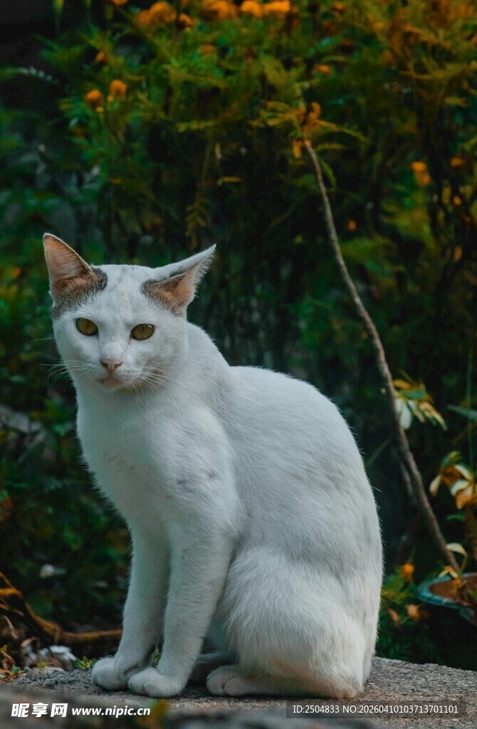 白色猫咪惬意坐于自然间