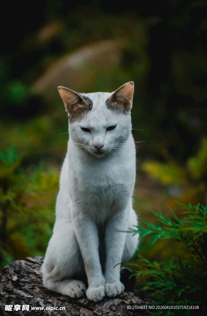 林间白棕猫静坐