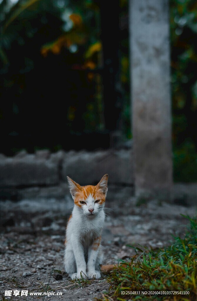 可爱小猫咪于户外