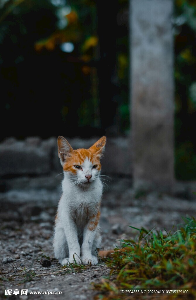 可爱小猫咪蹲坐于户外