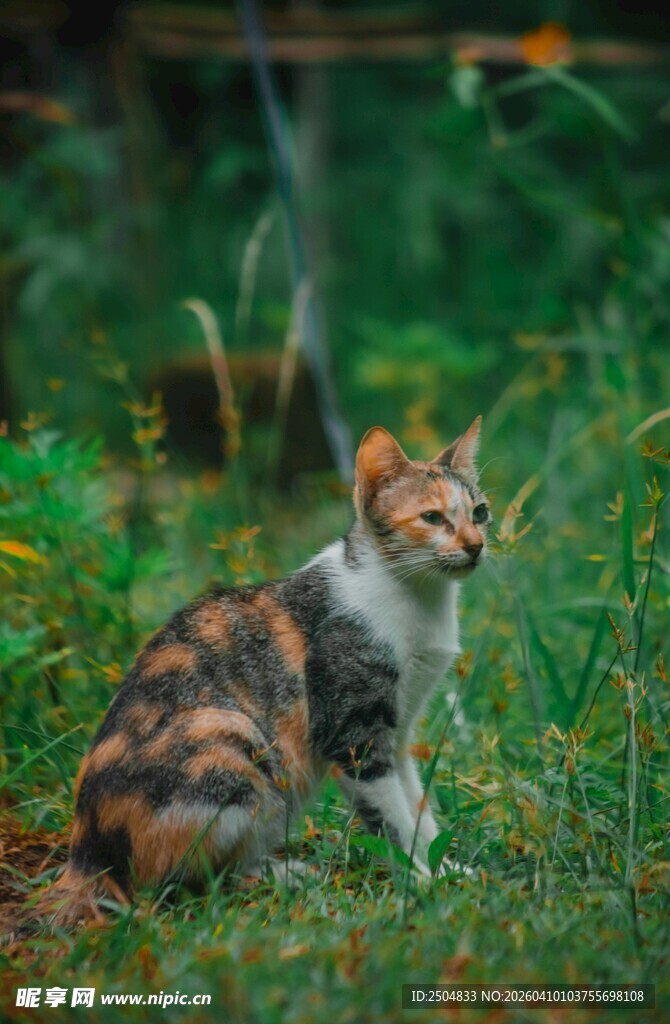 草地上的三色猫咪