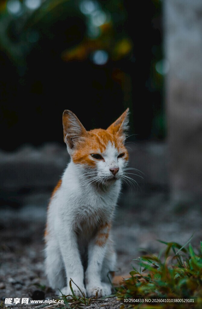 户外可爱的白棕相间小猫