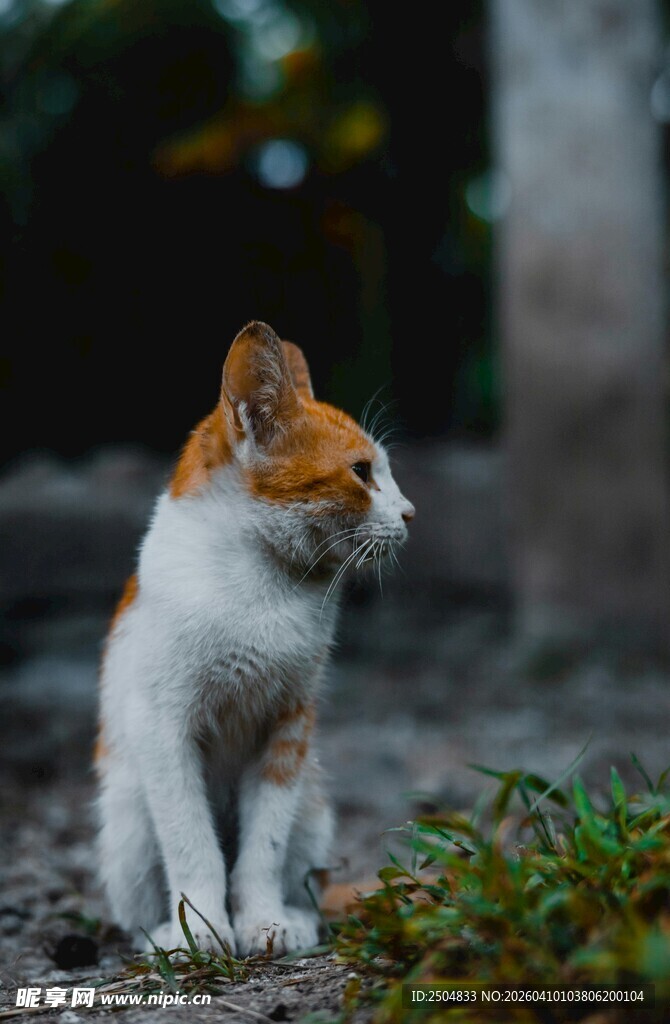 可爱三色小猫户外蹲坐