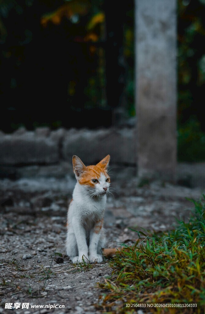 户外可爱的三色小猫