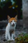 户外的可爱小猫