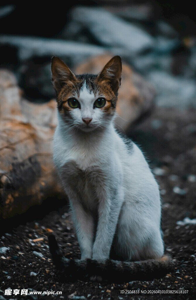 户外蹲坐的三色小猫