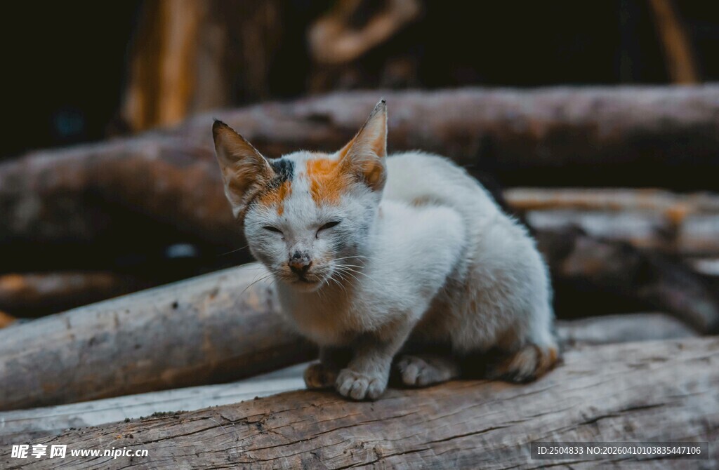 木头上的三色猫咪