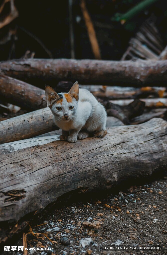 木头上的可爱猫咪