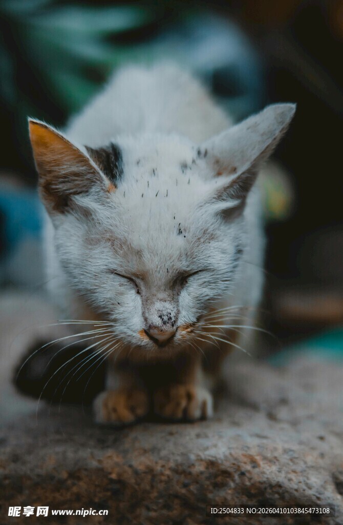 闭眼休憩的可爱猫咪