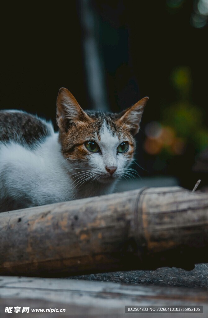 趴在木头上的可爱猫咪