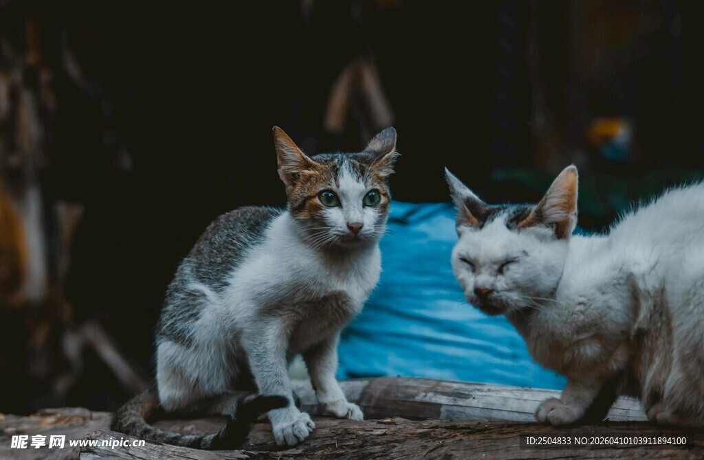 两只可爱猫咪依偎在一起