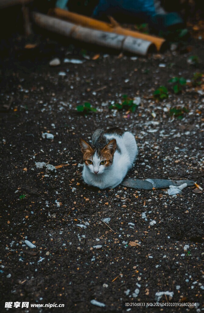 地上的破损鸡蛋与小昆虫