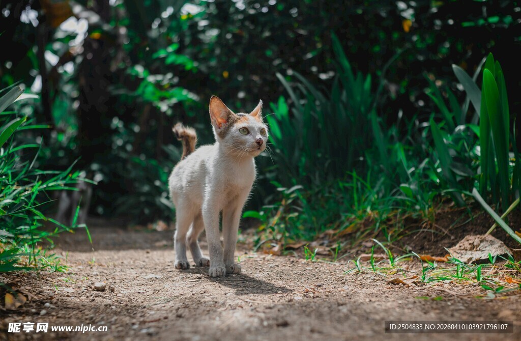 小径上的猫咪