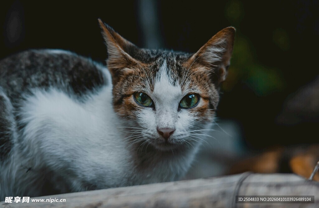 可爱三色猫专注凝视瞬间