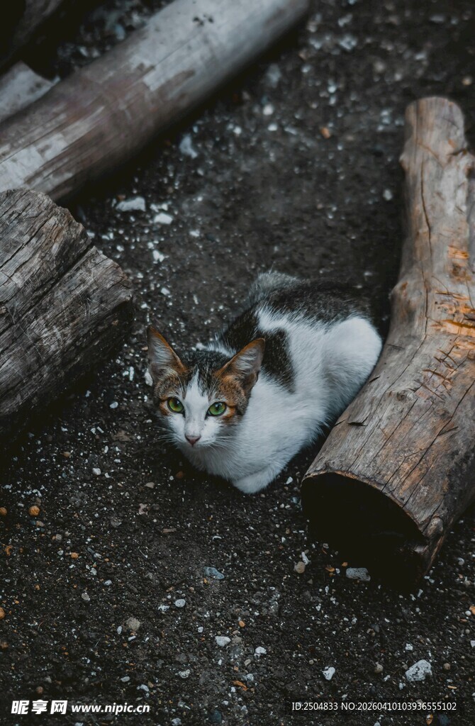 木堆旁的可爱猫咪