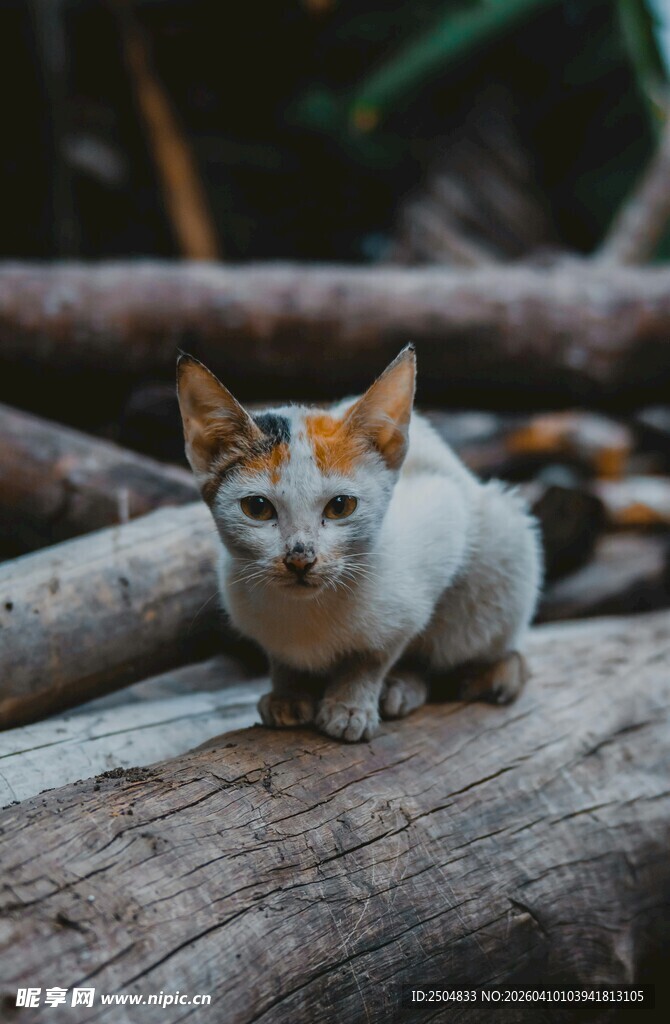 木头上的可爱三色小猫