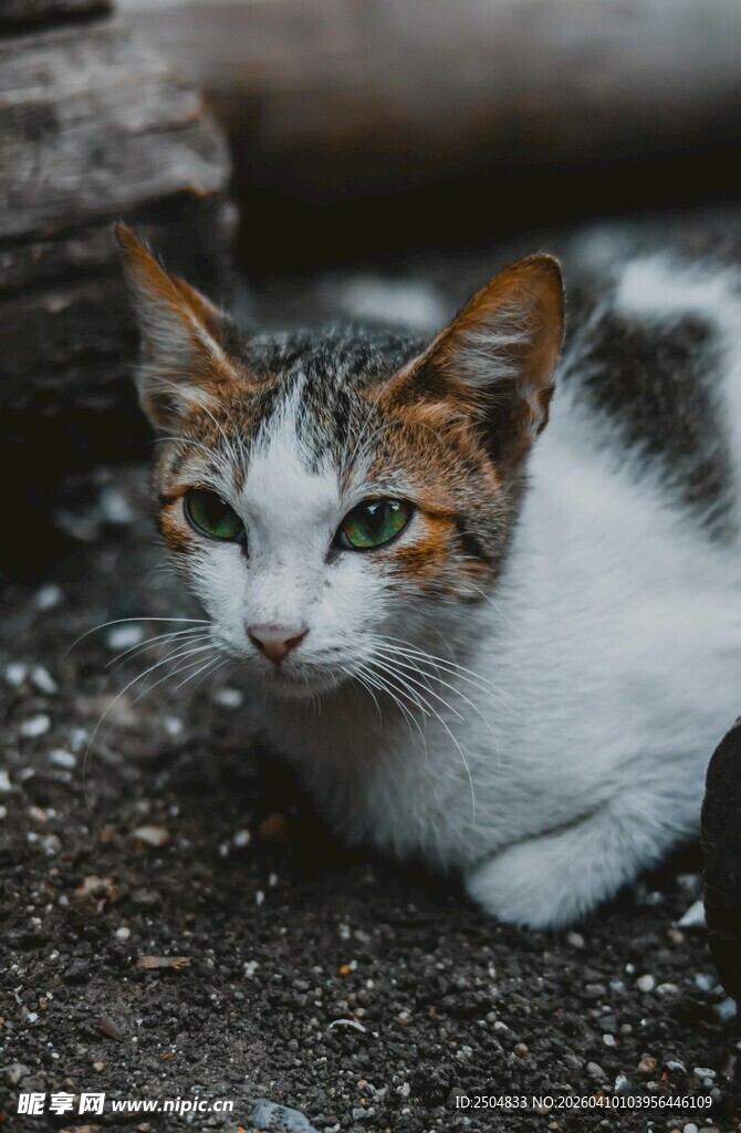 三色猫咪趴地凝视镜头