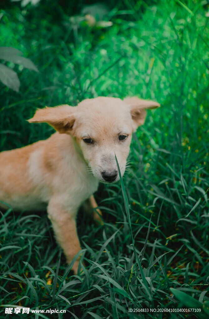 草地上的可爱小黄狗
