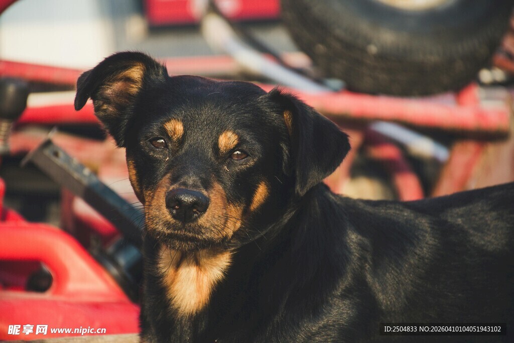 黑棕相间犬只近景特写