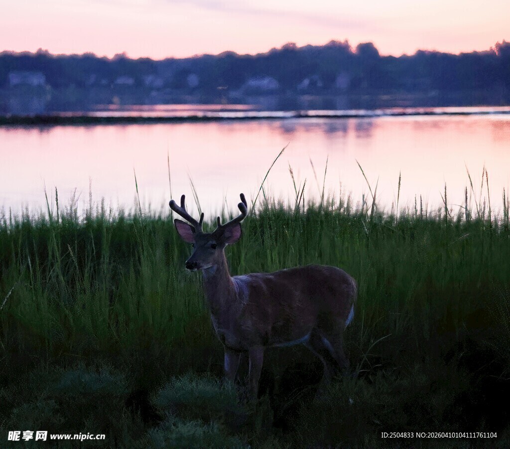 湖畔暮色中的小鹿
