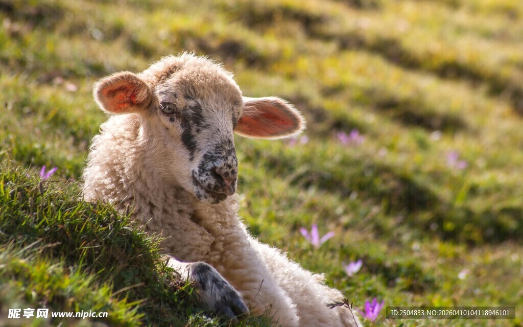 草地上休憩的可爱小羊羔