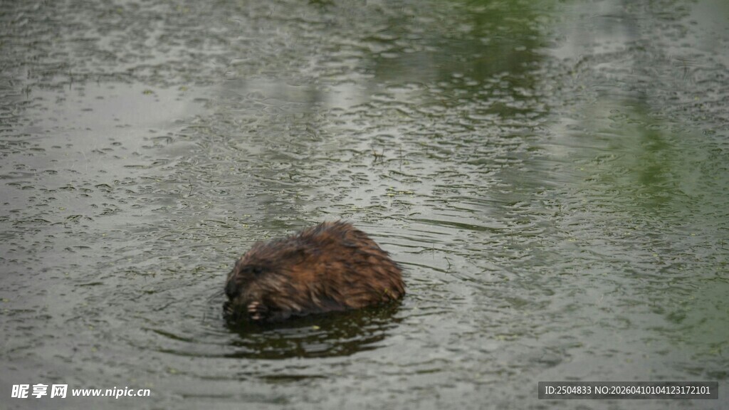 水中的海狸